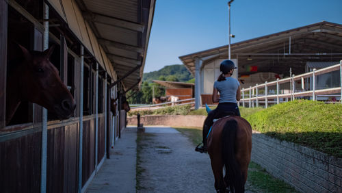 Rear view of man in stable