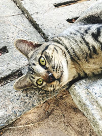 High angle view portrait of cat relaxing on rock