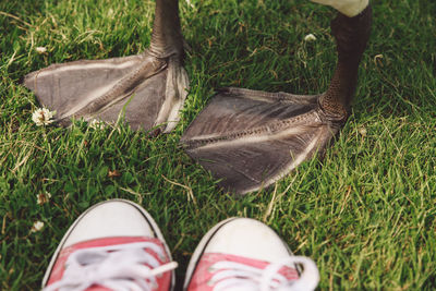 Low section of person by swan on grassy field