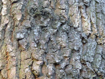 Full frame shot of lizard on tree trunk