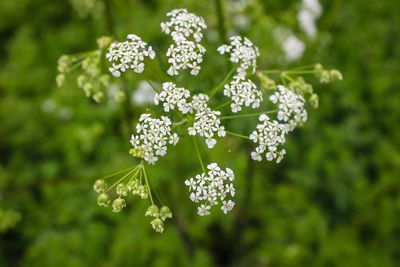 Close-up of flowers blooming outdoors