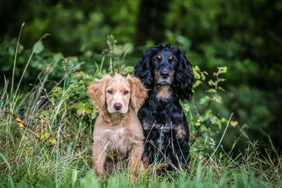 Portrait of dog sitting on field