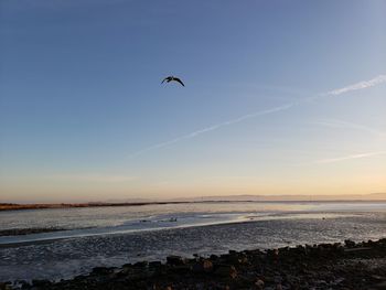 Birds flying over beach