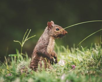 Close-up of squirrel on field