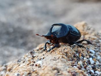 Close-up of insect on rock