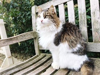 Portrait of cat sitting on railing