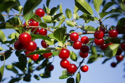 Close-up of cherries on tree