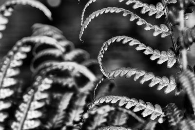 Close-up of fern leaves