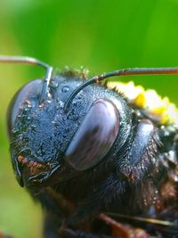 Macro shot of insect