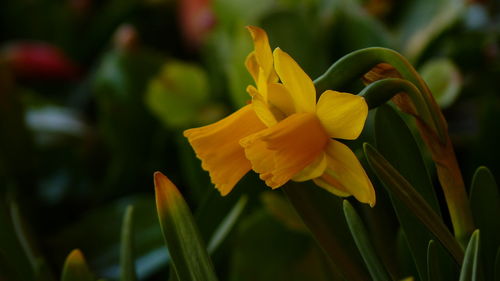 Close-up of yellow flowering plant