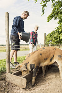 Low angle view of man and woman feeding pigs at farm