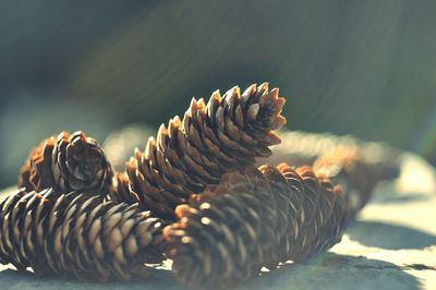 Close up of plant against blurred background