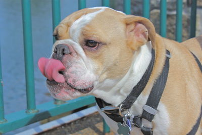 Close-up of dog looking away