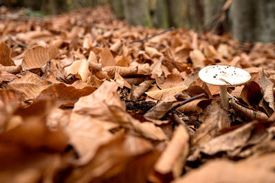 Close-up of dry autumn leaves on ground