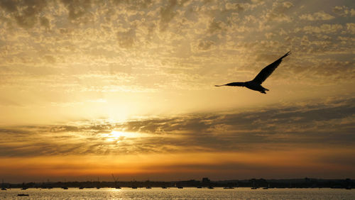 Seagull flying in sky during sunset