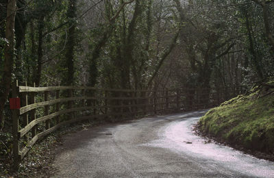 Footpath amidst trees in forest