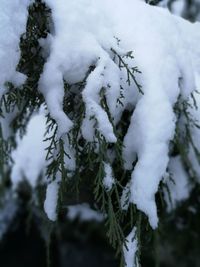 Close-up of snow covered tree