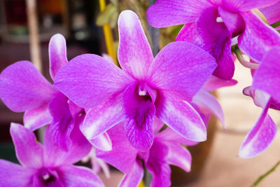 Close-up of purple flowers blooming outdoors