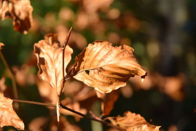 Close-up of dry flower