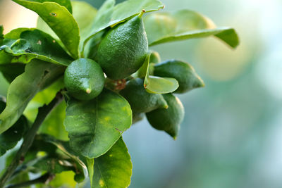 Close-up of fruits on tree