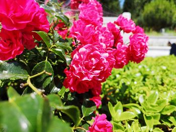 Close-up of pink flowering plants