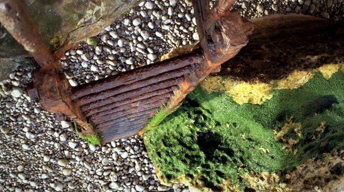 Close-up of fresh green plants