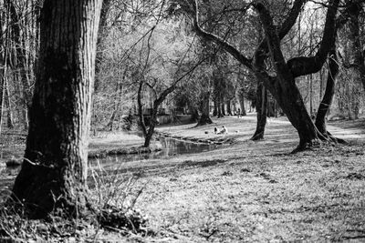 Bare trees in forest