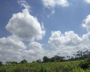 Low angle view of trees on field against sky