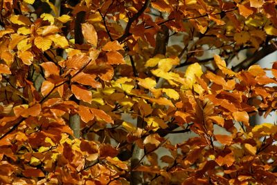 Close-up of maple tree