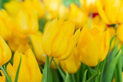 Bright blooming field of spring tulips of yellow color