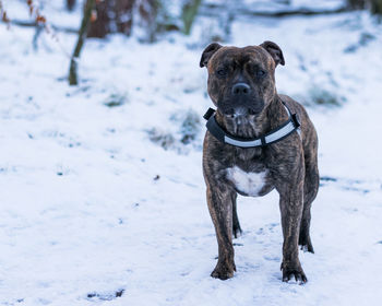 Portrait of dog standing on snow field