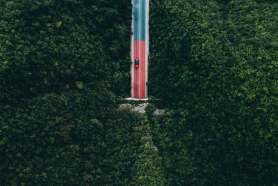 Red road amidst trees in forest