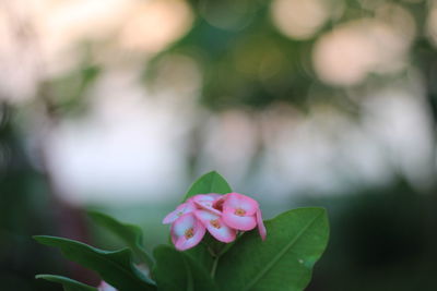 Close-up of pink flowering plant