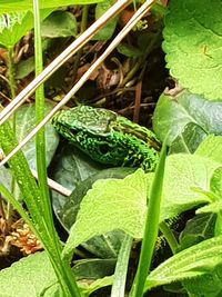 Close-up of insect on plant