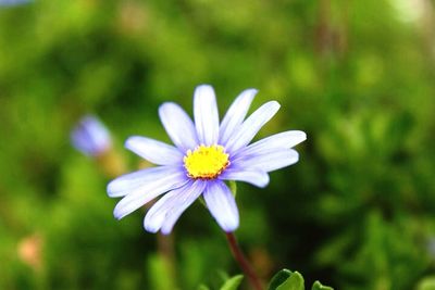 Close-up of purple flowers