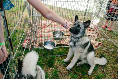 Hand in a fist hovers in front of a norwegian elk hound in a pen