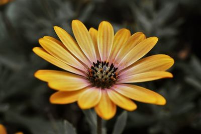 Close-up of yellow flower blooming outdoors