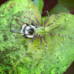 Close-up of butterfly on leaf