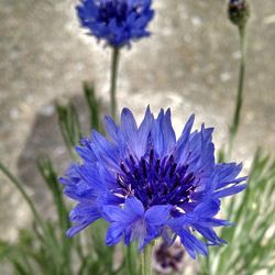 Close-up of purple flowers blooming