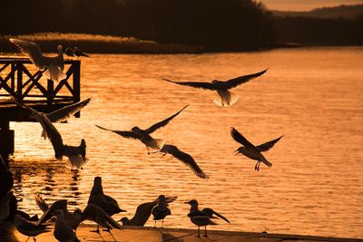 Seagulls flying over lake during sunset