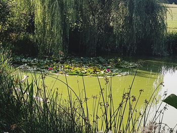 Scenic view of lake