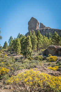 Yellow flowers growing on landscape against clear blue sky