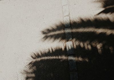 Close-up of shadow on window