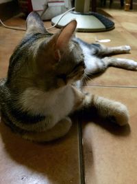 Cat lying on bed