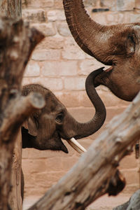 Close-up of elephant and baby