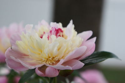 Close-up of pink flower blooming