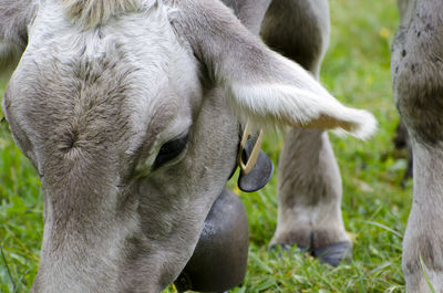 Close-up of sheep grazing on field