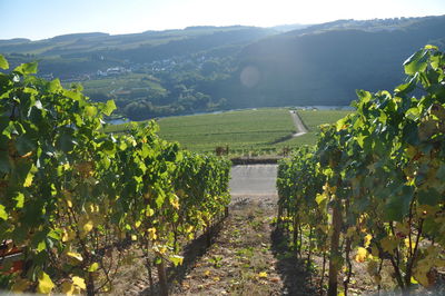 Scenic view of vineyard against sky