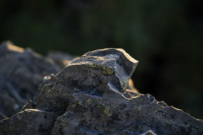 Close-up of lichen on rock