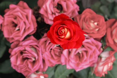 Close-up of rose bouquet